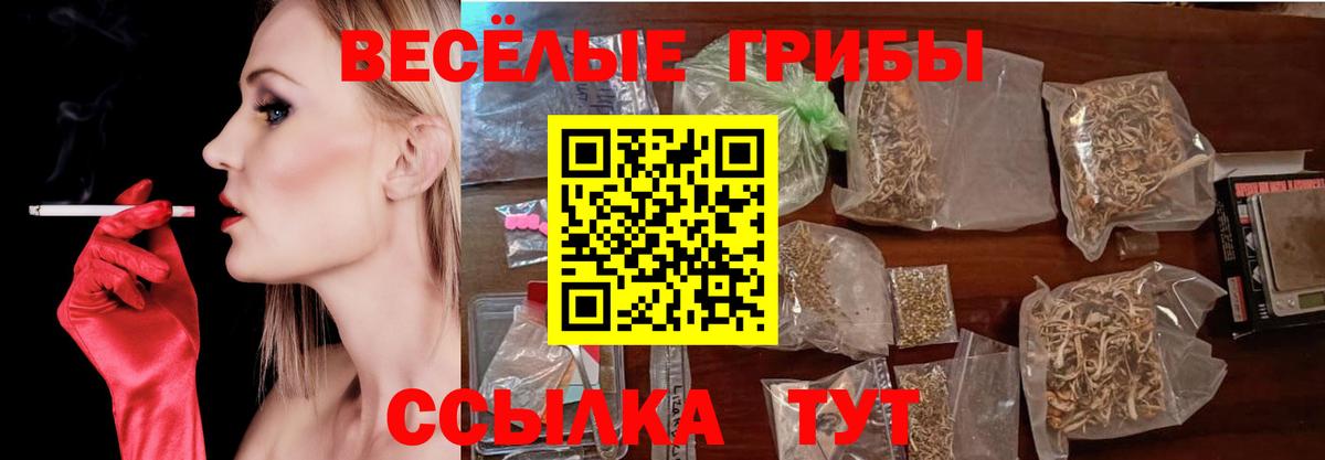 Галлюциногенные грибы Psilocybine cubensis  Минусинск 